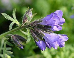 Polemonium confertum